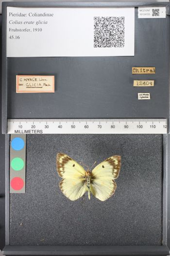 Media type: image;   Entomology 124725